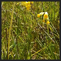 2021-04-28_Schluesselblumen_Liebenburg_t_1r_4_3.jpg