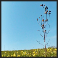 2021-04-28_Schluesselblumen_Liebenburg_t_2b_1_2.jpg