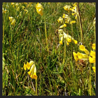 2021-04-28_Schluesselblumen_Liebenburg_t_2b_2_2.jpg