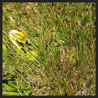 2021-04-28_Schluesselblumen_Liebenburg_t_2d_1_1.jpg