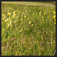 2021-04-28_Schluesselblumen_Liebenburg_t_2f_2_1.jpg