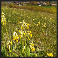 2021-04-28_Schluesselblumen_Liebenburg_t_2f_2_2.jpg