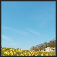 2021-04-28_Schluesselblumen_Liebenburg_t_2l_1_1.jpg