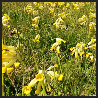 2021-04-28_Schluesselblumen_Liebenburg_t_2l_2_1.jpg