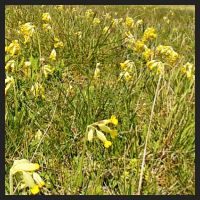 2021-04-28_Schluesselblumen_Liebenburg_t_2l_2_2.jpg