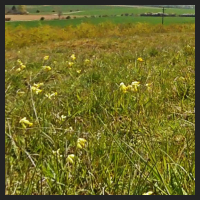 2021-04-28_Schluesselblumen_Liebenburg_t_2r_2_1.jpg