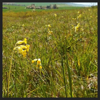 2021-04-28_Schluesselblumen_Liebenburg_t_2r_2_2.jpg