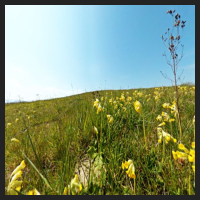 2021-04-28_Schluesselblumen_Liebenburg_t_3b_1_1.jpg