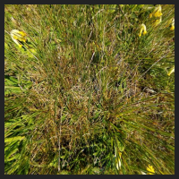 2021-04-28_Schluesselblumen_Liebenburg_t_3d_1_1.jpg