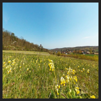 2021-04-28_Schluesselblumen_Liebenburg_t_3f_1_1.jpg
