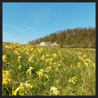2021-04-28_Schluesselblumen_Liebenburg_t_3l_1_1.jpg