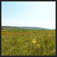 2021-04-28_Schluesselblumen_Liebenburg_t_3r_1_1.jpg