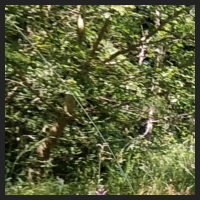 2022-06-15_Knabenkraeuter_Herzogsberge_t_1f_2_1.jpg