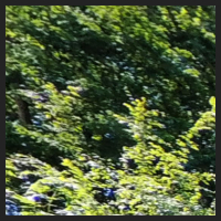 2022-06-15_Knabenkraeuter_Herzogsberge_t_1l_1_1.jpg