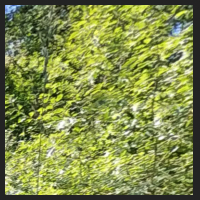 2022-06-15_Knabenkraeuter_Herzogsberge_t_1l_1_4.jpg