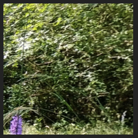 2022-06-15_Knabenkraeuter_Herzogsberge_t_1l_2_4.jpg