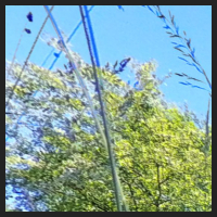 2022-06-15_Knabenkraeuter_Herzogsberge_t_1r_1_1.jpg