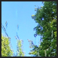 2022-06-15_Knabenkraeuter_Herzogsberge_t_1r_1_2.jpg