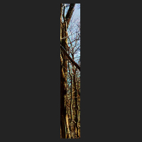 r0_2.jpg