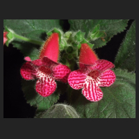 2010.02_Kohleria_Jester.jpg