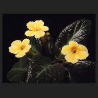 2013-05-08_Episcia_Suomi.jpg