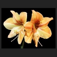 2014-05-18_Hippeastrum_Exotica.jpg