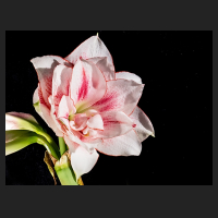2017-12-27_Hippeastrum_Elvas.jpg