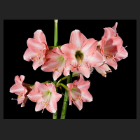 2018-01-07_Hippeastrum_Rebecca.jpg