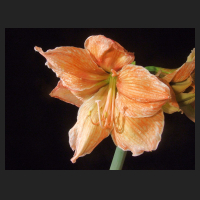 2013-08-17_Hippeastrum_Exotica.jpg