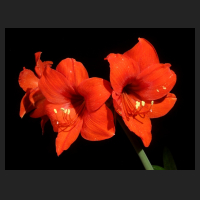 2013-09-02_Hippeastrum_Multiflora_Red.jpg