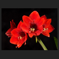 2015-01-05_Hippeastrum_Pamela.jpg