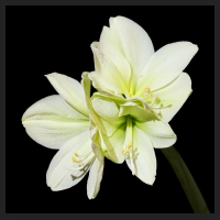 2015-01-14_Hippeastrum_Lemon_Lime.jpg