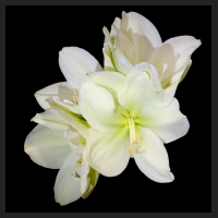 2015-01-18_Hippeastrum_Lemon_Lime.jpg