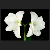 2015-04-27_Hippeastrum_Picotee_1.jpg