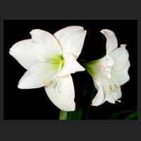 2015-04-27_Hippeastrum_Picotee_2.jpg