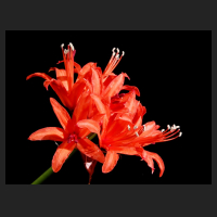 2015-09-26_Nerine_sarniensis_2.jpg