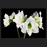 2016-07-13_Hippeastrum_weiss_Swetlana.jpg