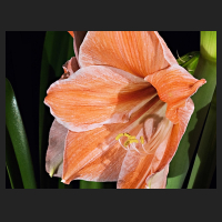 2017-12-17_Hippeastrum_Apricot_Parfait_02.jpg