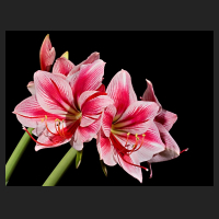 2018-01-04_Hippeastrum_Gervase.jpg